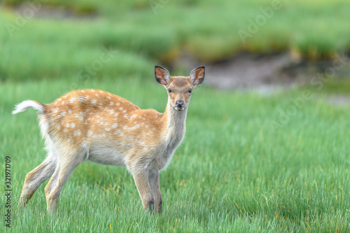 Japanese sika deer fawn © Godimus Michel