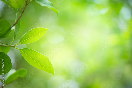 Closeup nature view of green leaf on greenery blurred background under sunlight in garden with copy space for text. Natural green plant landscape for ecology and fresh wallpaper concept.