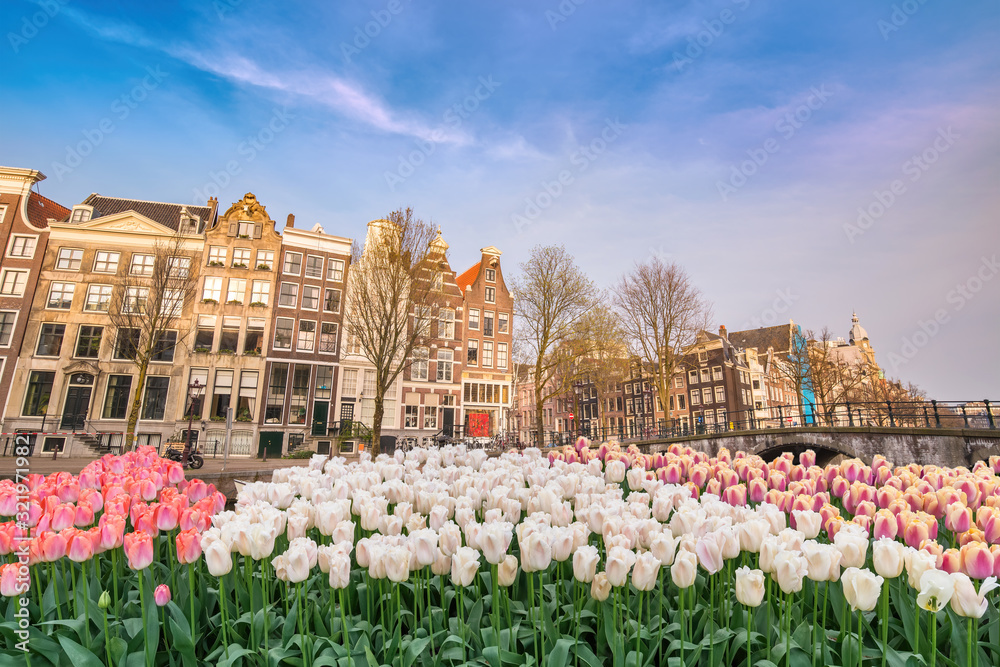 Amsterdam Netherlands, city skyline at canal waterfront and bridge with spring tulip flower