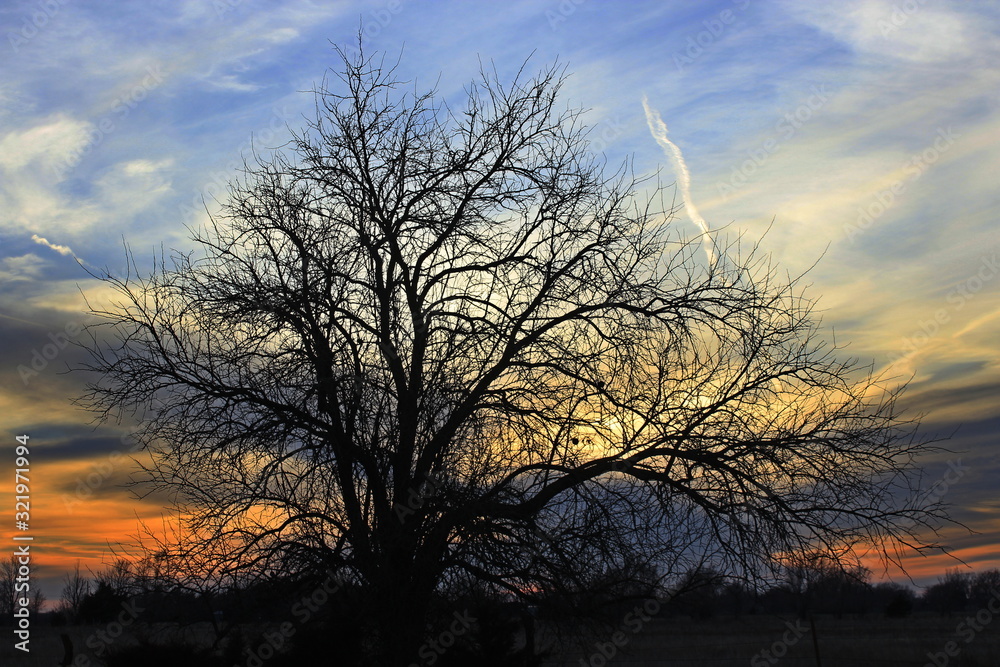 tree at sunset with a colorful sky in Kansas. tree at sunset with a colorful sky in Kansas.