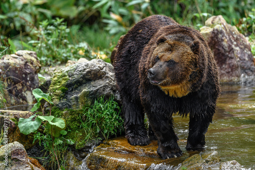 yezo brown bear portrait photo