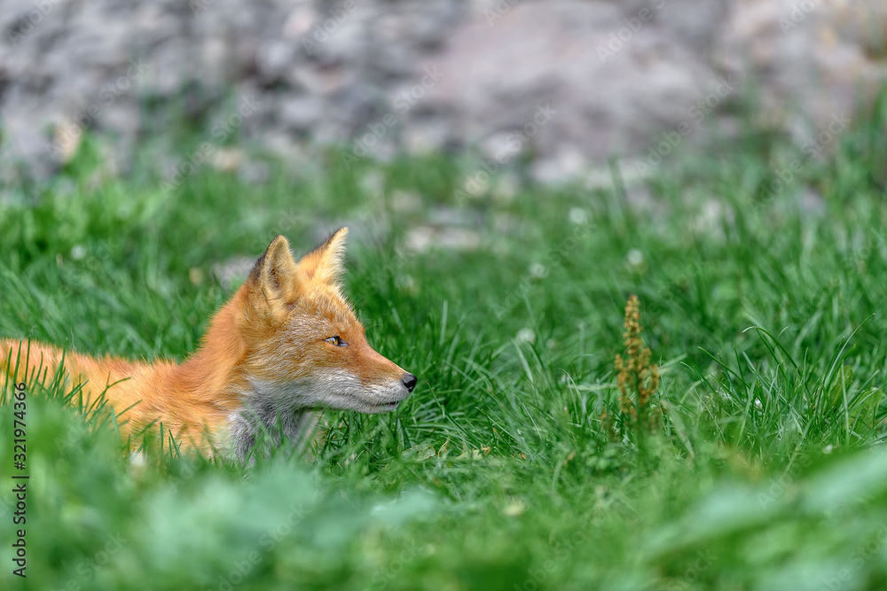 Fototapeta premium Japanese red fox resting on the grass