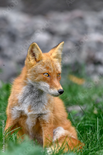 portrait of japanese red fox standing on the grass © Godimus Michel