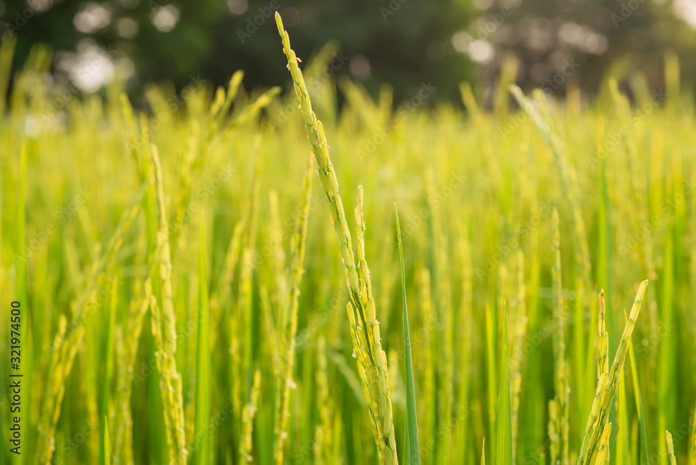 close up of yellow green rice field close up of yellow green rice field