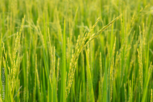 close up of yellow green rice field © pirom