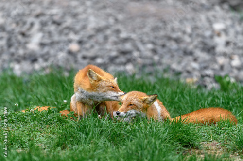 Japanese red fox couple in love