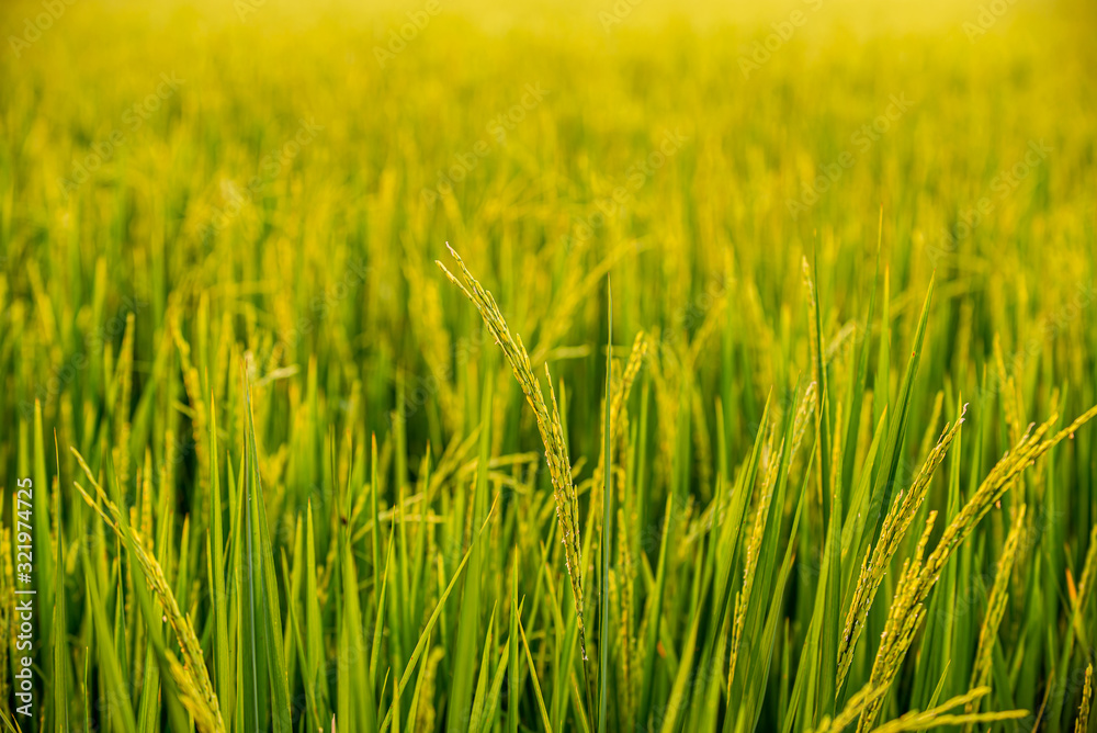 close up of yellow green rice field