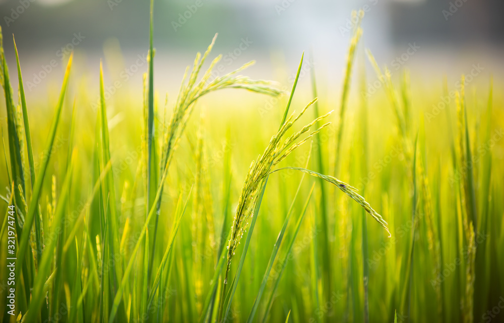 Fototapeta premium close up of yellow green rice field