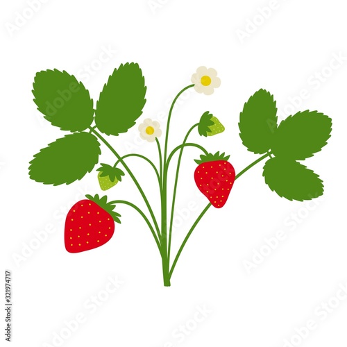 Strawberry plant drawing with leaves, berries and flowers. Cute cartoon flat design isolated on white. Vector