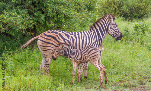 Zebra mare and foal interaction isolated in the wild image in horizontal format