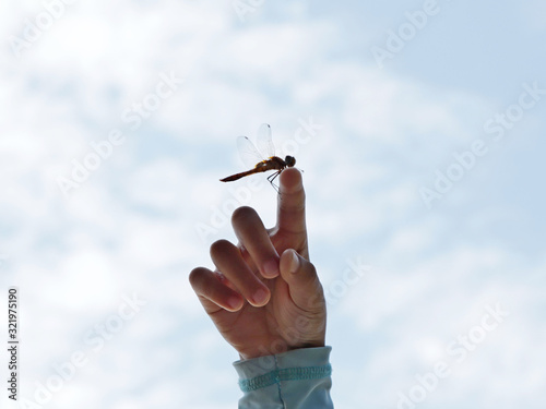 Dragonfly on human finger.