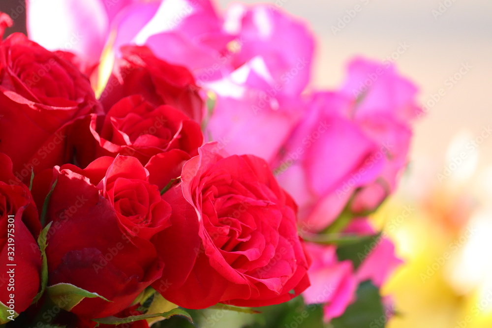 close up of three red roses with blur pink roses background in street rose flowers market close up of three red roses with blur pink roses background in street rose flowers market