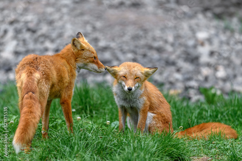 Fotografie Japanese red fox couple in love
