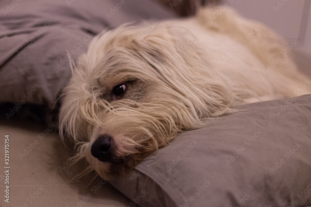 Dog in the master's bed. A cute dog with white hair crawled out of place. How a pet rests. A good friend is the best place. Bed linen in dog hair. Rest after a walk. Dog in the master's bed. A cute dog with white hair crawled out of place. How a pet rests. A good friend is the best place. Bed linen in dog hair. Rest after a walk.