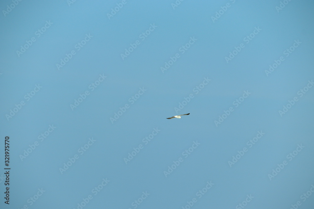 close up of a white sea bird( seagull) flying in the brilliant blue sky