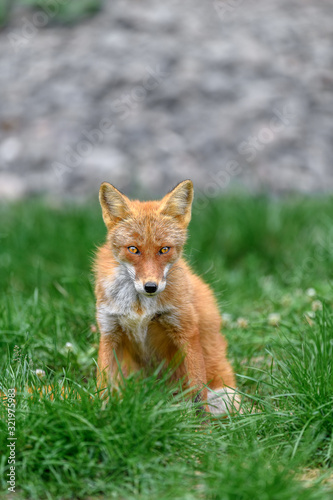 portrait of japanese red fox standing on the grass