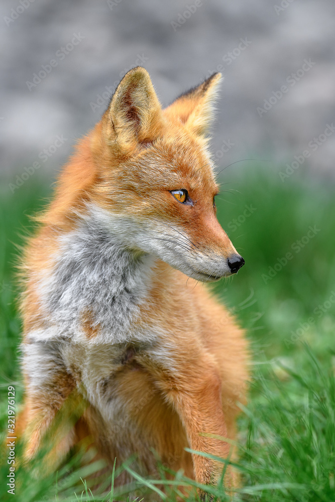 portrait of japanese red fox standing on the grass portrait of japanese red fox standing on the grass