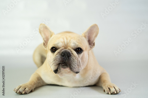 Cute french bulldog lying against white background.