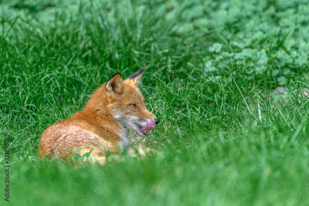 Japanese red fox resting on the grass Japanese red fox resting on the grass
