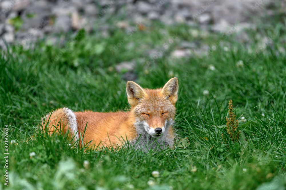 Japanese red fox resting on the grass