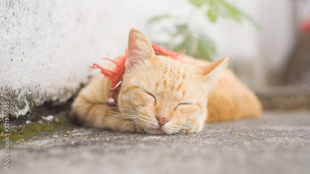Lovely orange cat Lying down and resting Lovely orange cat Lying down and resting