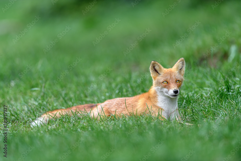 Naklejka premium Japanese red fox resting on the grass