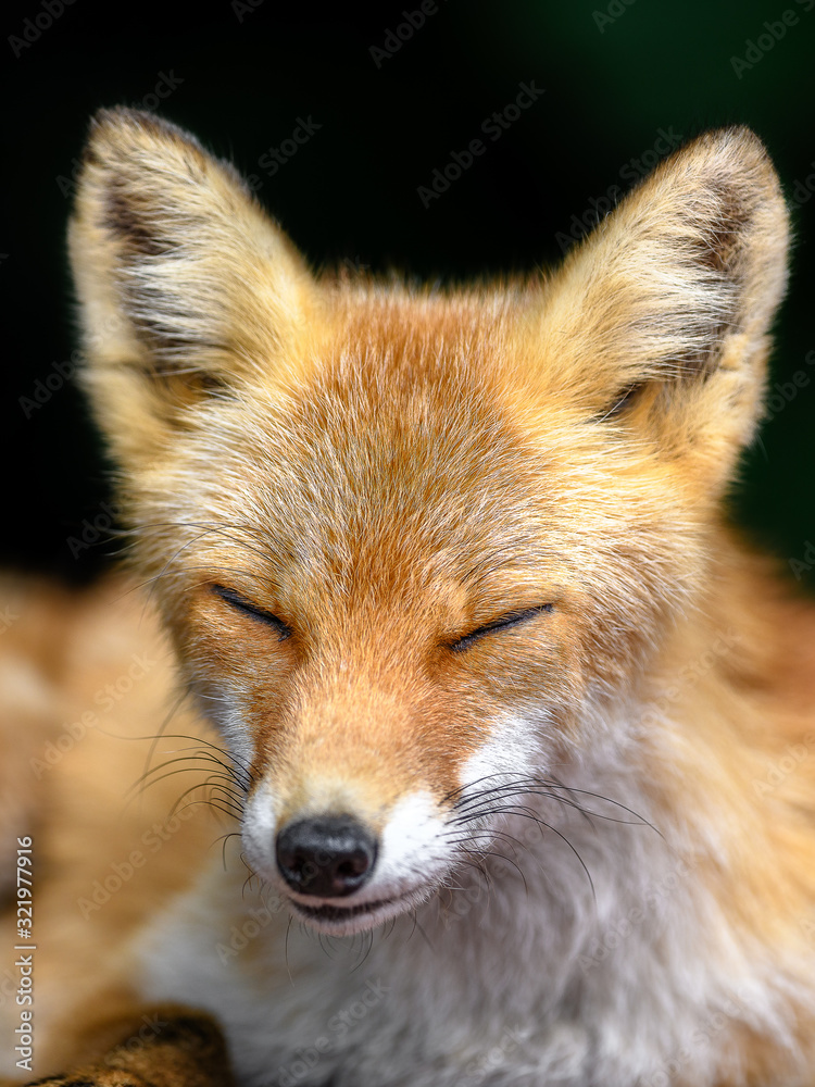 Fototapeta premium Japanese red fox close up portrait with dark background