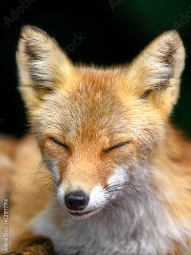 Japanese red fox close up portrait with dark background