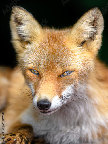 Japanese red fox close up portrait with dark background