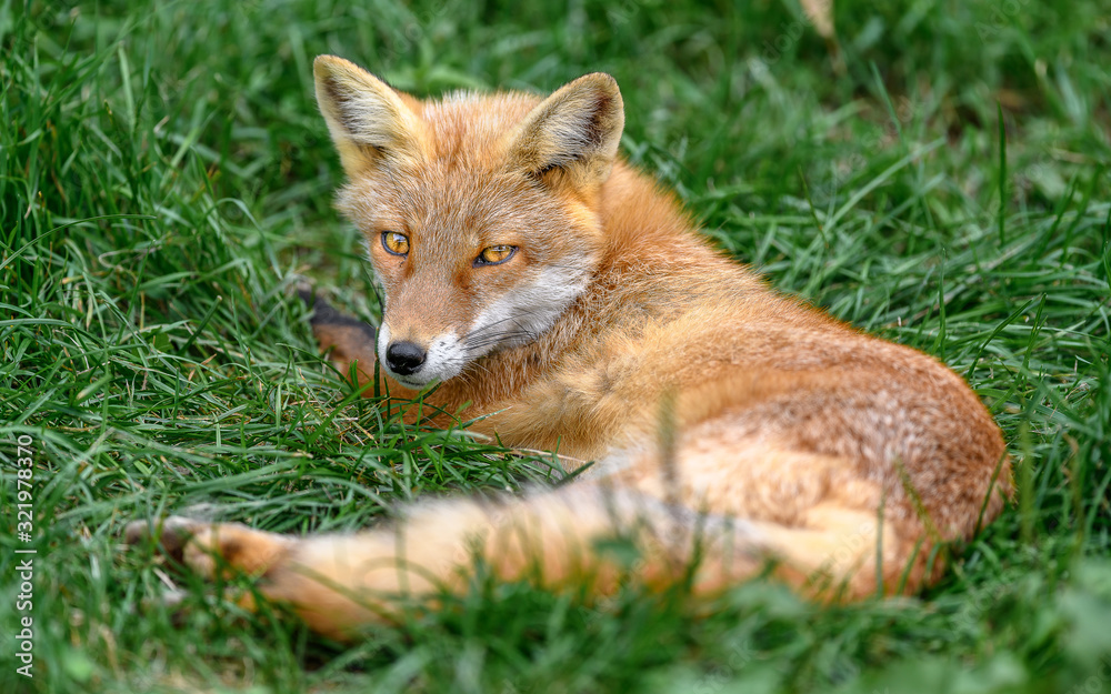 Hokkaido red fox sleeping on grass portrait Hokkaido red fox sleeping on grass portrait