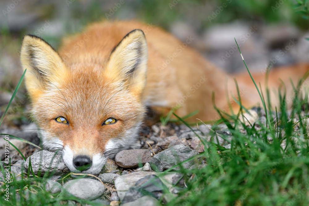 Fototapeta premium sleepy japanese red fox portrait