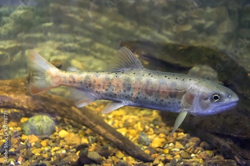 Blunt-snouted lenok ( Brachymystax tumensis ), otherwise known as Asiatic trout or Manchurian trout swimming in aquarium.