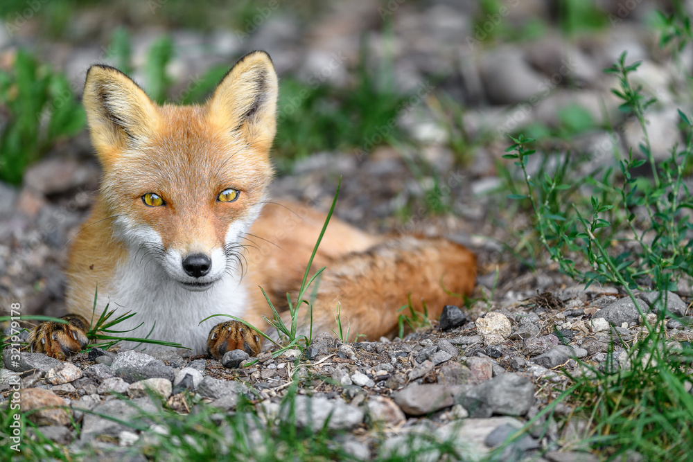 Fototapeta premium sleepy japanese red fox portrait