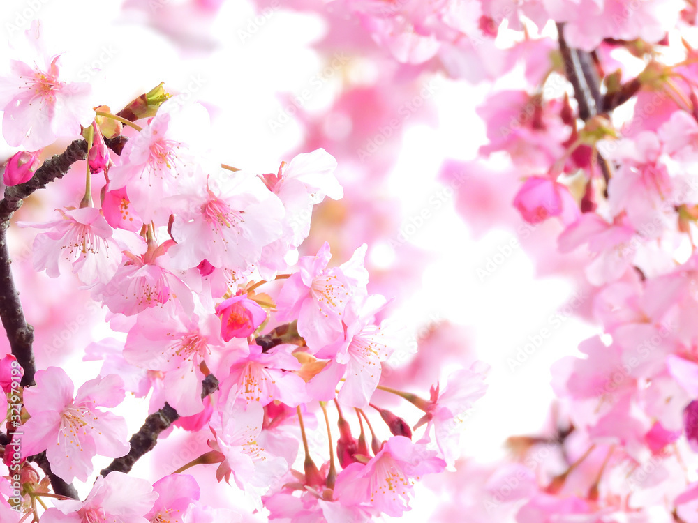 美しすぎる河津桜のゴージャスな花背景