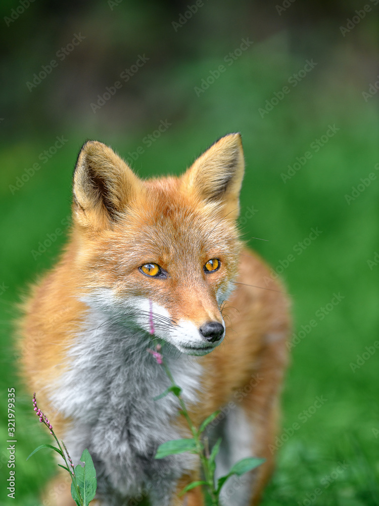red fox close up portrait red fox close up portrait