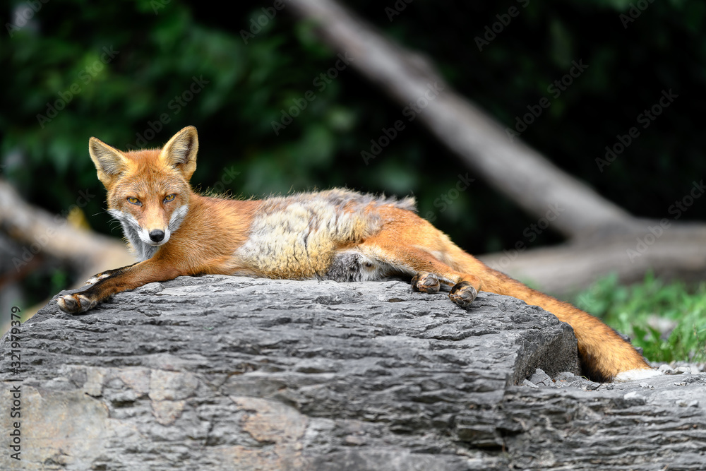 Obraz premium Japanese red fox sleeping on a rock