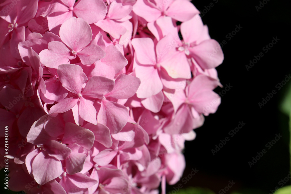 background of small pink tender gartenzie flowers close-up on a blurry background on a sunny warm summer day background of small pink tender gartenzie flowers close-up on a blurry background on a sunny warm summer day