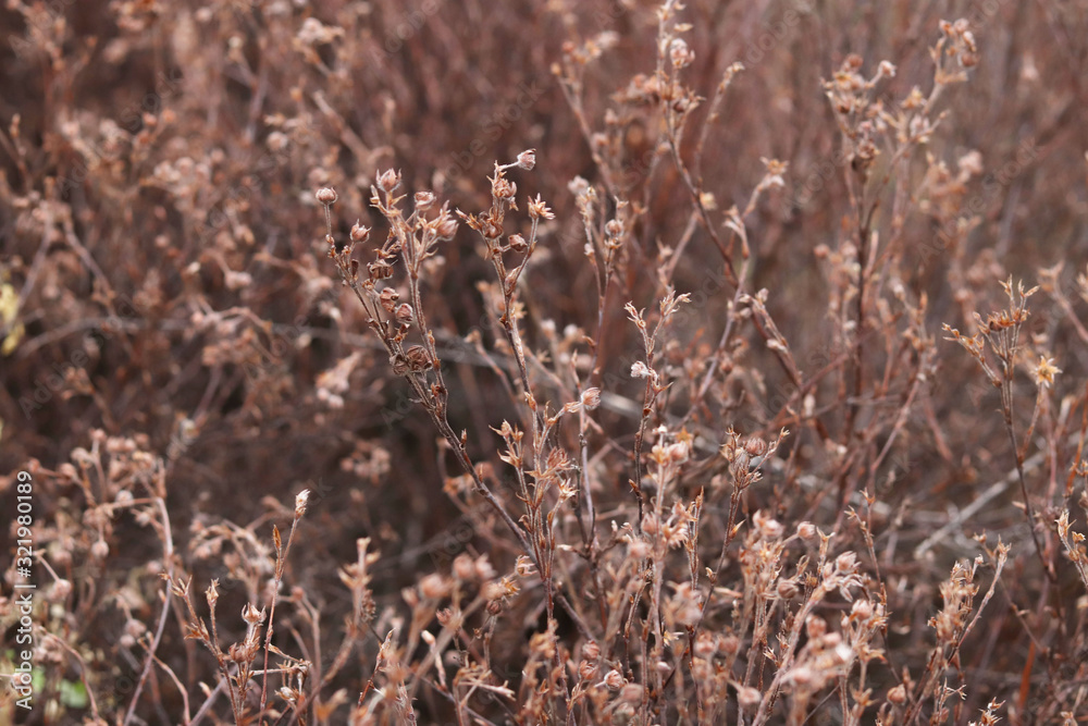 Fototapeta premium dry grass and flowers in the winter