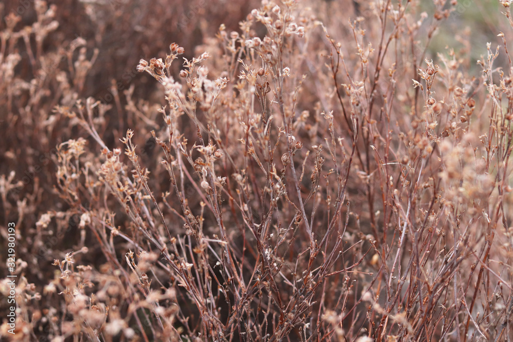 Fototapeta premium dry grass and flowers in the winter