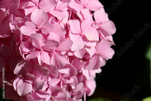 background of small pink tender gartenzie flowers close-up on a blurry background on a sunny warm summer day