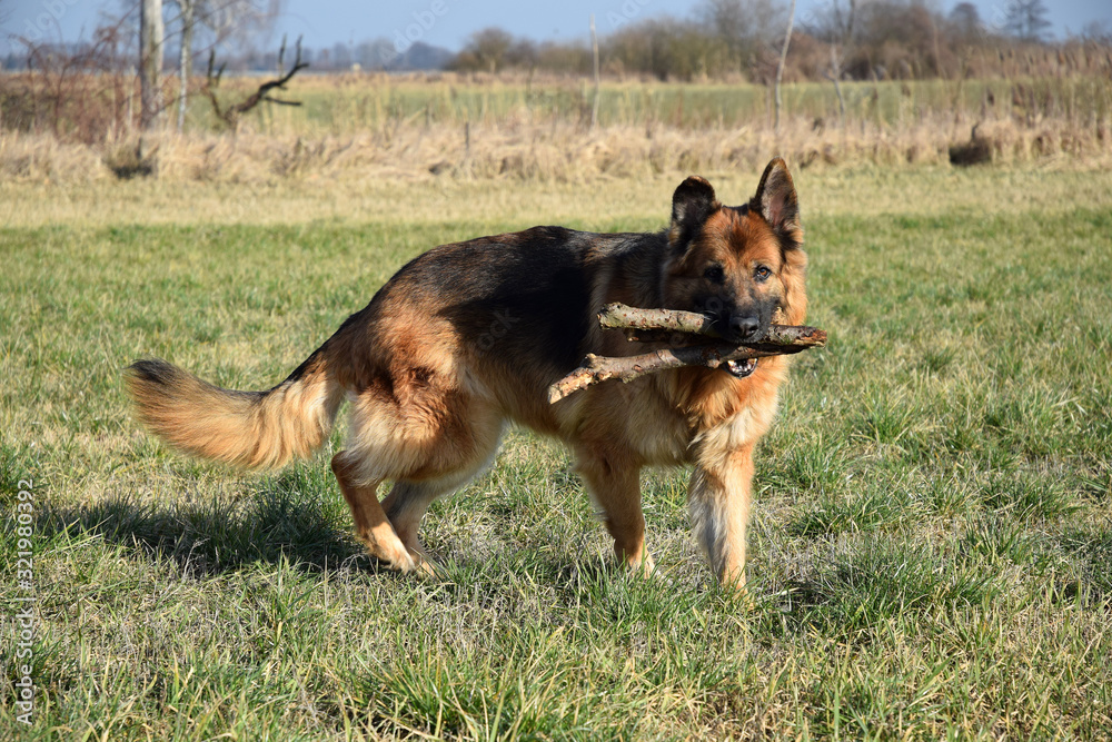 German Shepherd with a wooden stick German Shepherd with a wooden stick