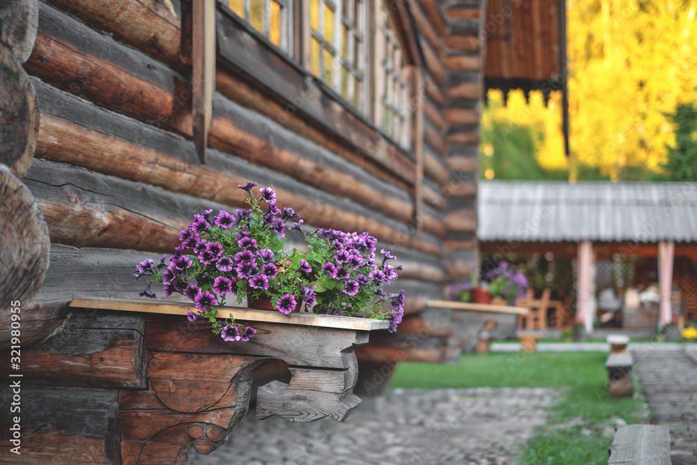 Petunia flowers stand in pots on the Foundation against the background of a wooden log wall of the house Petunia flowers stand in pots on the Foundation against the background of a wooden log wall of the house