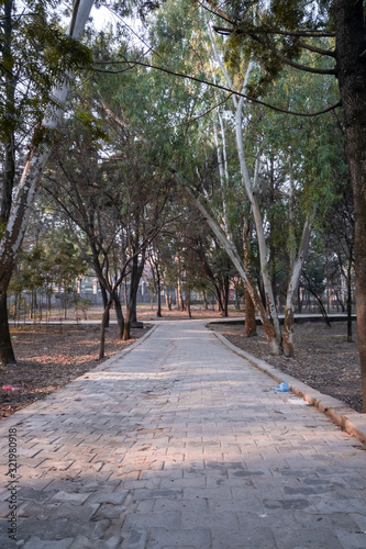 An empty floor in a city park surrounded by trees in the morning. Good for morning walk