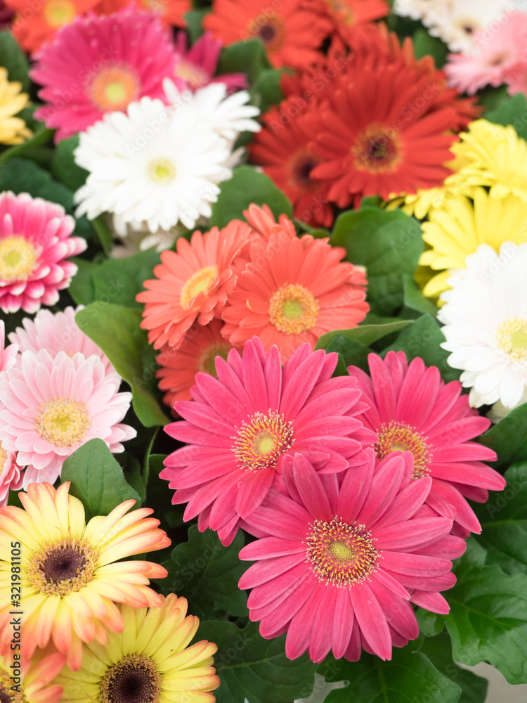 ガーベラの花苗 ガーベラの花苗