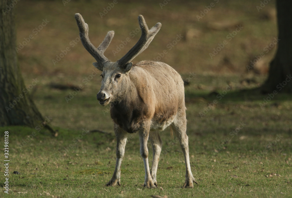 Naklejka premium A magnificent stag Milu Deer, also known as Pére David's, Elaphurus davidianus, feeding in a meadow in winter.