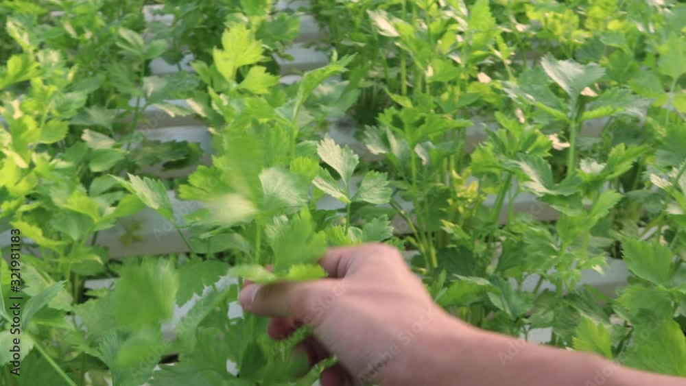 asian worker hand check on celery leaf, close up shot, outdoor Hydroponic vegetable planting, white cultivation table, non chemical vegetable, 4k resolution. detox, green leaf, plant root, lift up asian worker hand check on celery leaf, close up shot, outdoor Hydroponic vegetable planting, white cultivation table, non chemical vegetable, 4k resolution. detox, green leaf, plant root, lift up