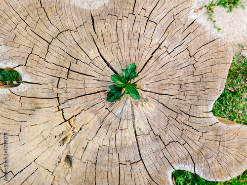 Plant growing out of a tree stump