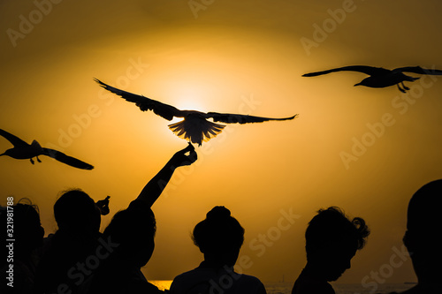Silhouette Seagull eating food in the sky from people throwing during the winter at Bangpoo Recreation Center, Samut Prakan province, Thailand.