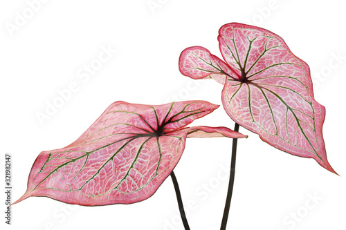 Pink Leaves Green Veins of Caladium Plant Isolated on White Background