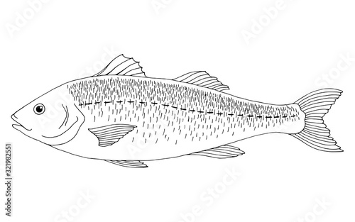 Sea bass fish graphic black white isolated illustration vector